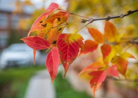 Лунный календарь садовода на ноябрь 2025: что можно и нельзя делать