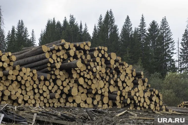 На продажу выставлена древесина, полученная в ходе использования лесов в ХМАО