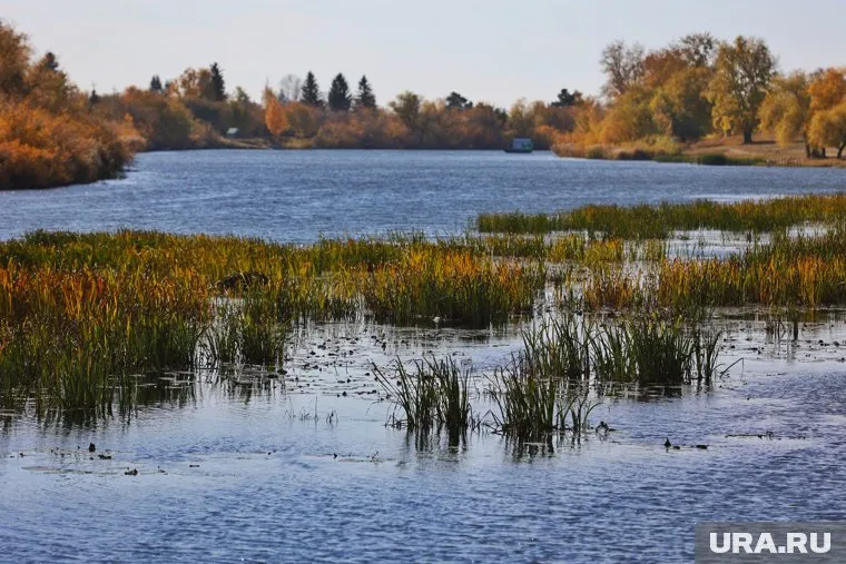 Власти Тобольского района уверяют местных, что хотят в подтопляемой зоне разводить скот