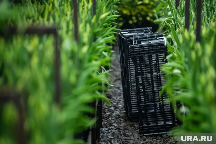 Власти первоначально рассматривали площадку под питомник на улице Уинской в Мотовилихинском районе Перми