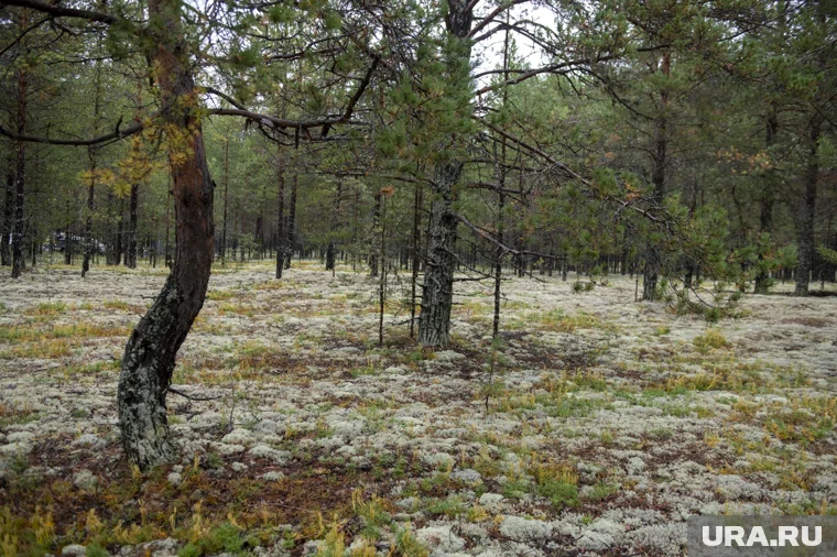 Ученые обследовали места обитания птиц в сосняках-беломошниках