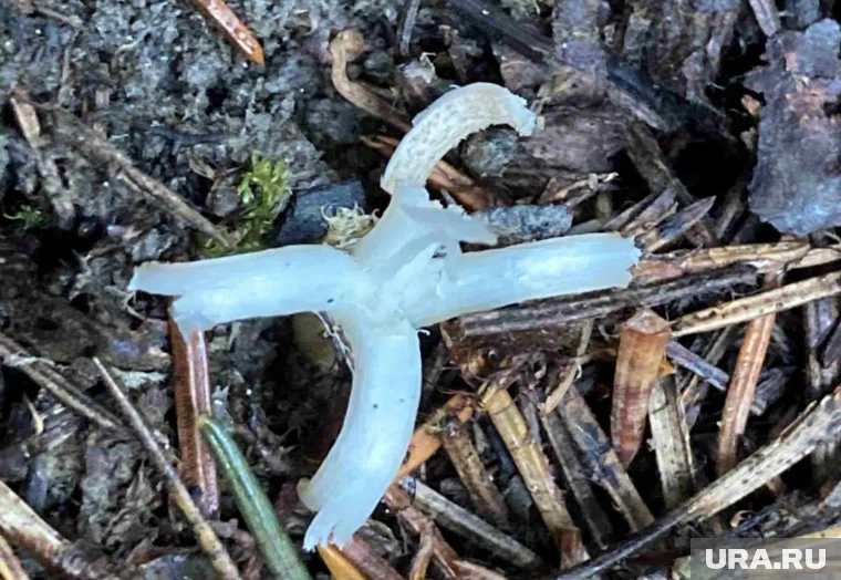 Гриб не пользуется популярностью у грибников