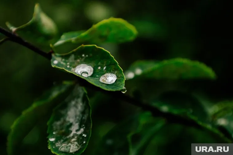 В дождях по всему миру вырос уровень не разрушаемой кислоты, которая уже попала в кровь людей