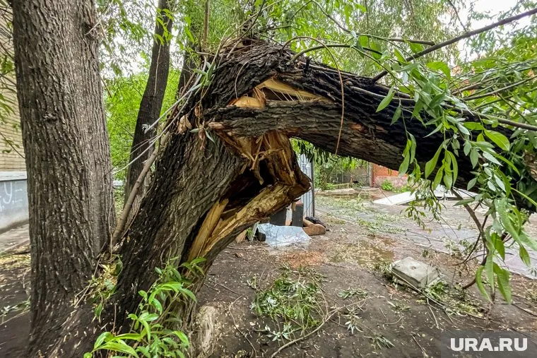 Дерево упало в Бошняковском сквере (архивное фото)