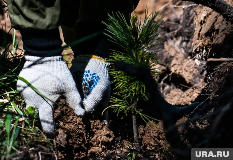 В Челябинске бесплатные саженцы сосны в честь Победы раздадут 18 апреля