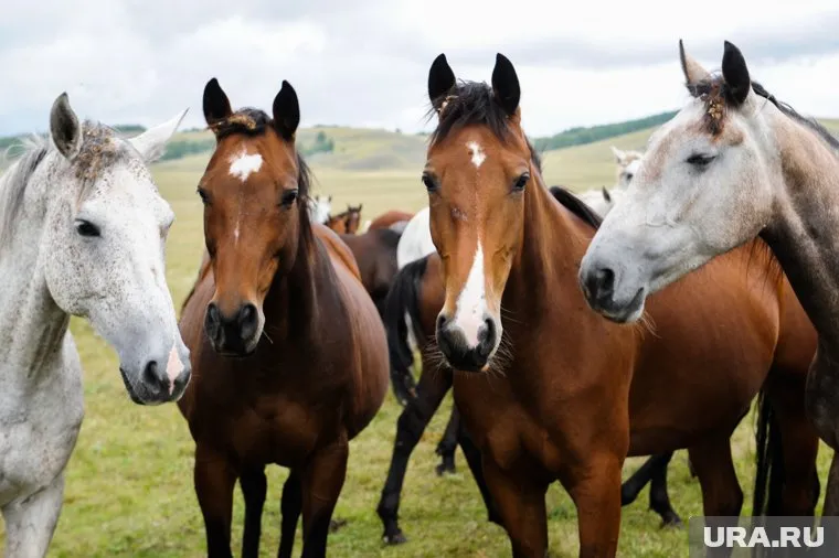Потрава способна сделать поле непригодным для сбора урожая полностью