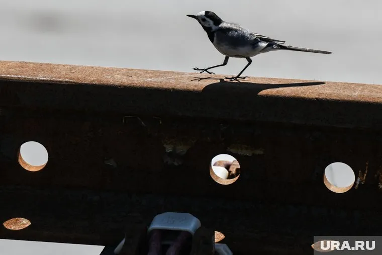 Девять вагонов пассажирского поезда Воркута-Новороссийск сошли с рельсов на перегоне в Республике Коми