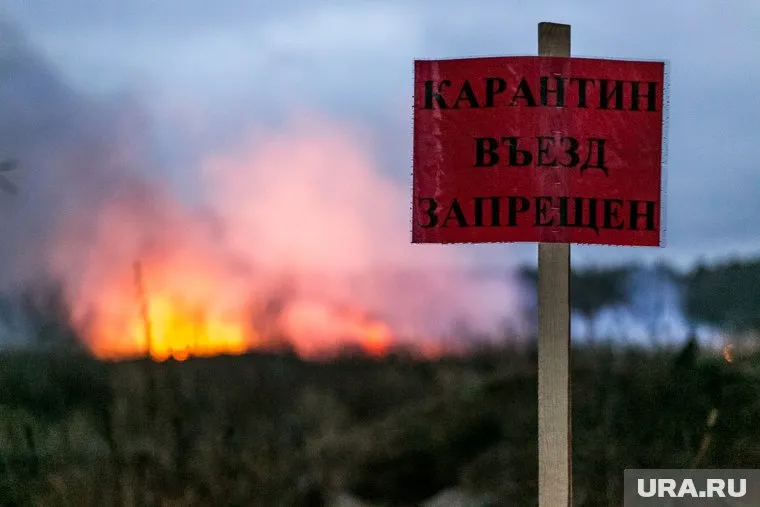Осенью 2021 года на полигоне под Тюменью сожгли 4 млн кур