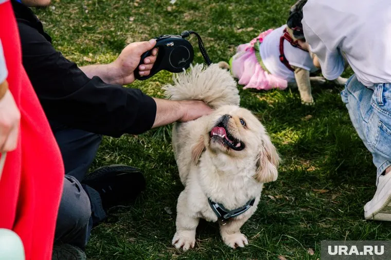 Заводчики животных попадут в реестр