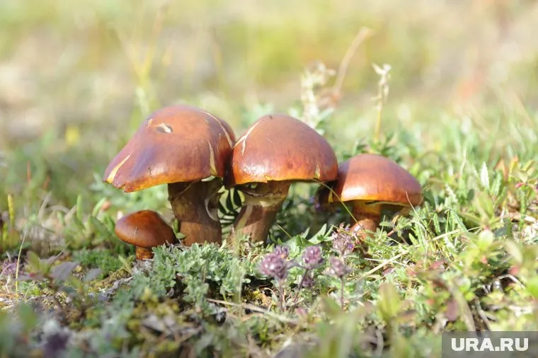 Из-за длительной засухи свердловчанам долго пришлось ждать грибов