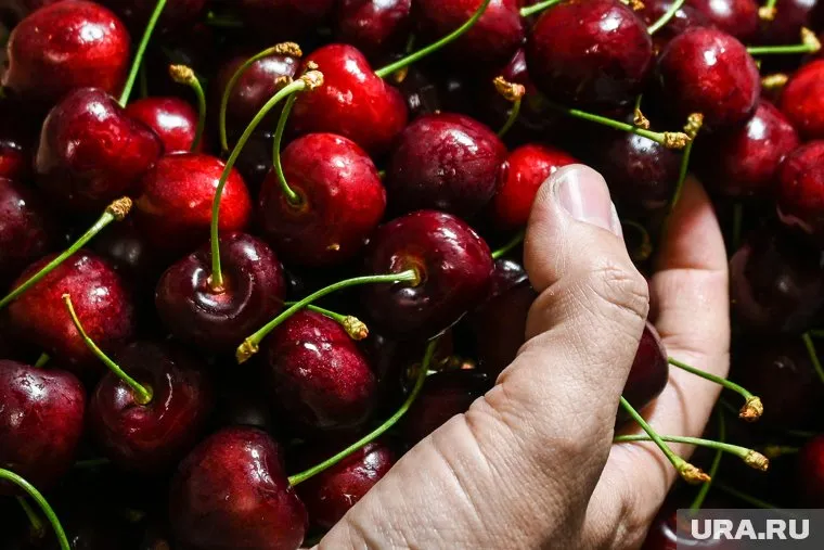 Первая черешня появилась на тюменских рынках