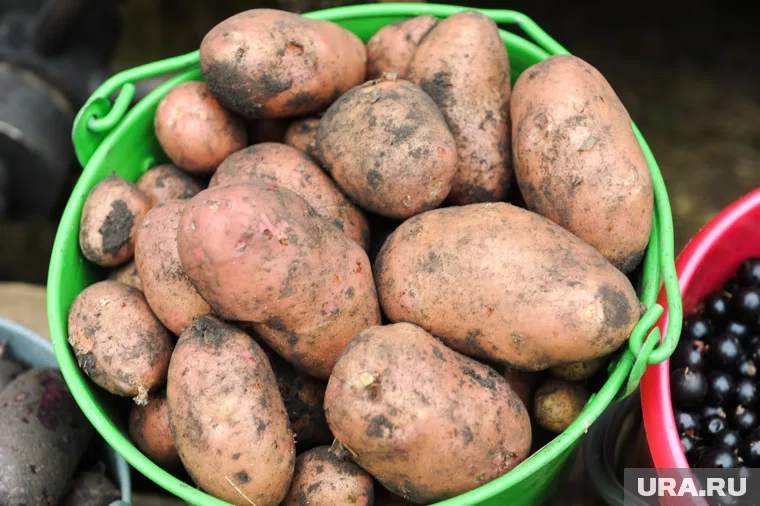Картофель с частных подворьев обойдется челябинцам дороже, чем выращенный в полях
