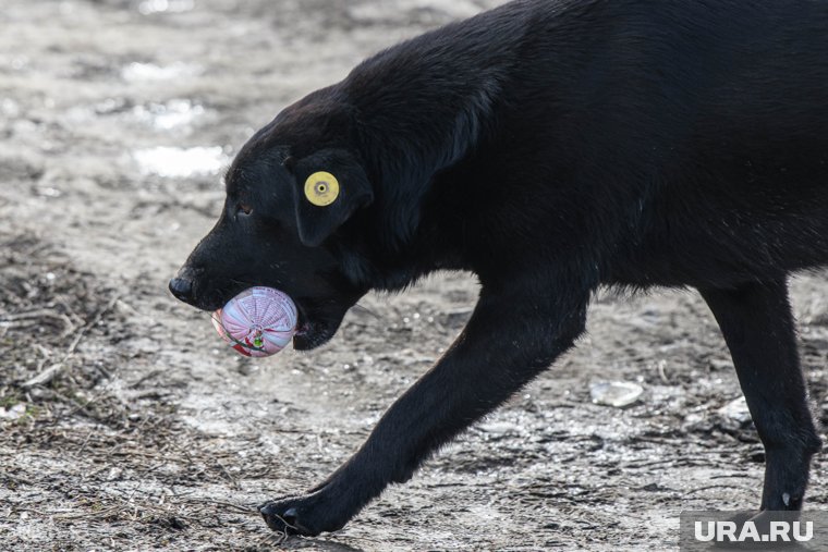 Власти ХМАО урезают финансирование содержания бездомных животных