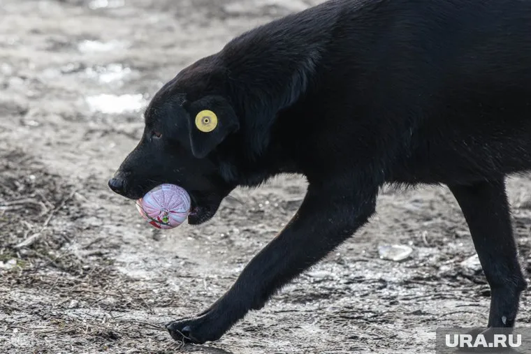 В ХМАО обстановка с бездомными животными оценивается, как благополучная