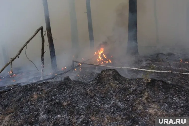 Из-за лесных пожаров в регионе введен режим ЧС