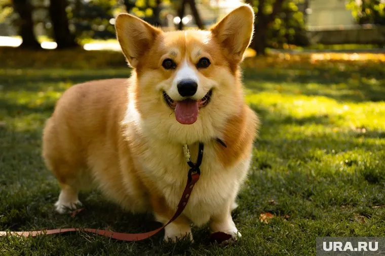 Собака находилась на водительском сиденье