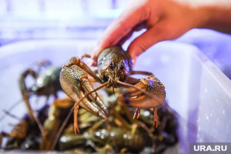 Раки помогу улучшить состояние озера Чебаркуль