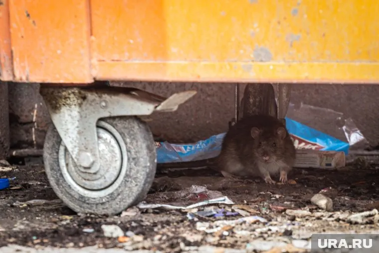 В Нефтеюганске в конце ноября начнут травить крыс