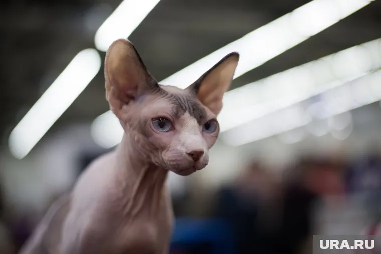 Животное оставили у мусорного ведра