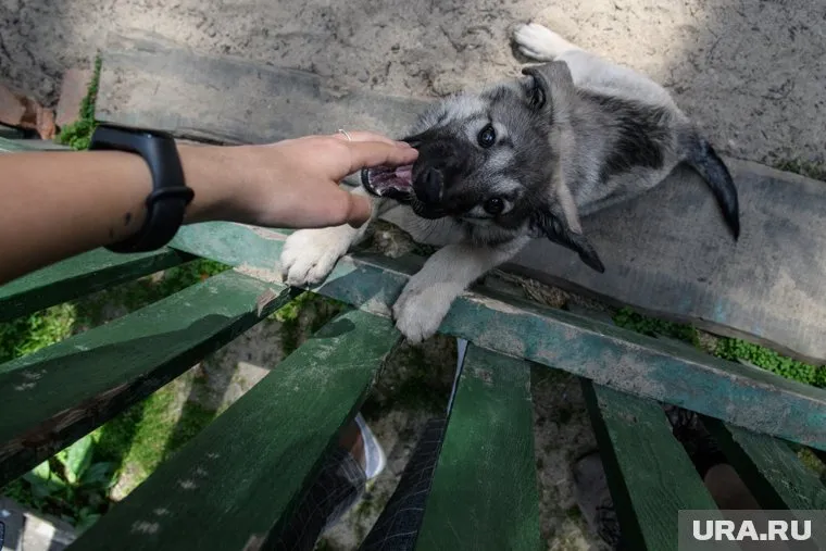 В Салехарде приют для животных переполнен из-за ремонта и периода отпусков