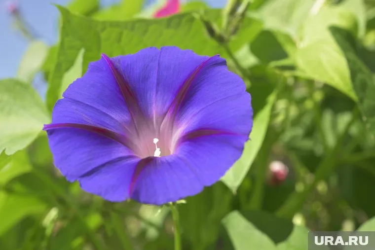 В ипомее трехцветной содержится галлюциногенное вещество