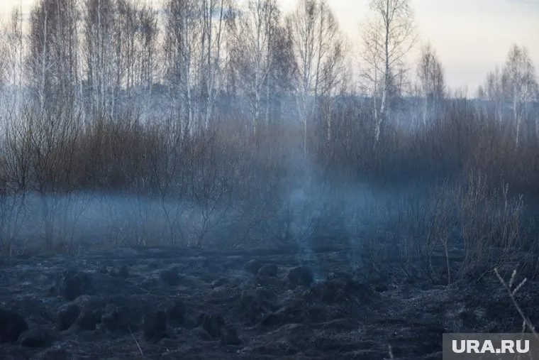 Власти ЯНАО продлили ограничение на посещение леса до 1 августа