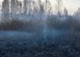 Власти ЯНАО продлили ограничения на посещения лесов