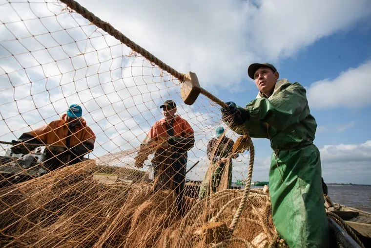 Добыча рыбы в Сургутском районе. Сургут