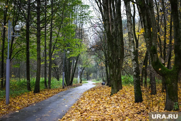 Тело нашли в лесу (архивное фото)