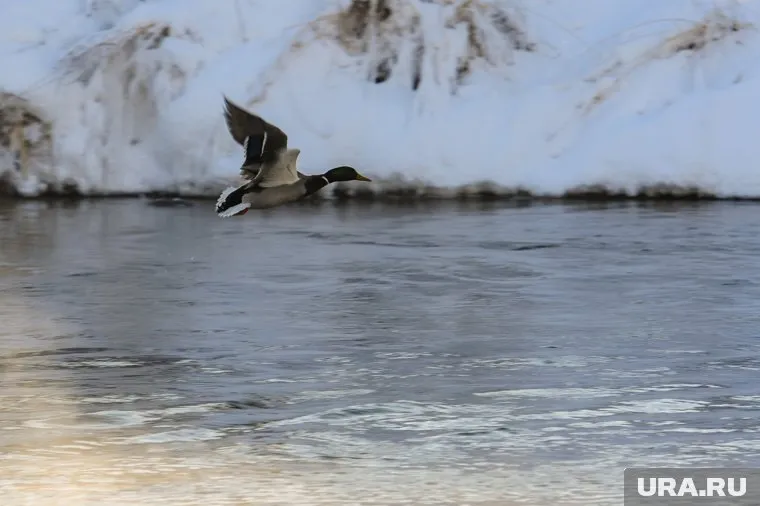 Водолазы подняли со дна реки тело ребенка