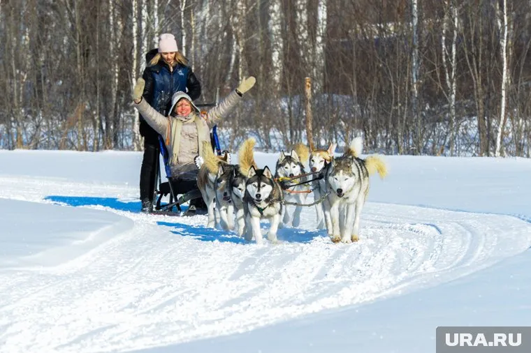 Стоимость поездки на собачьих упряжках начинается от 650 рублей