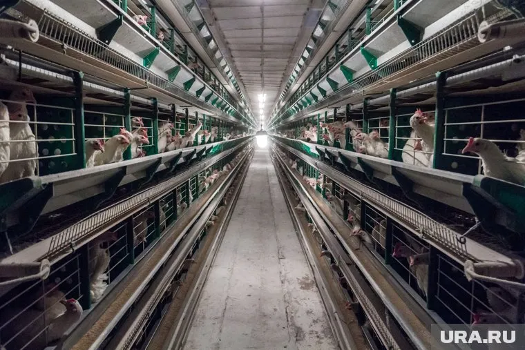 Птицефабрика оказалась непричастна к экологическому ЧП