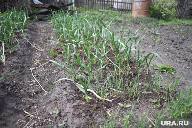 Непогода накрыла Сосновский район