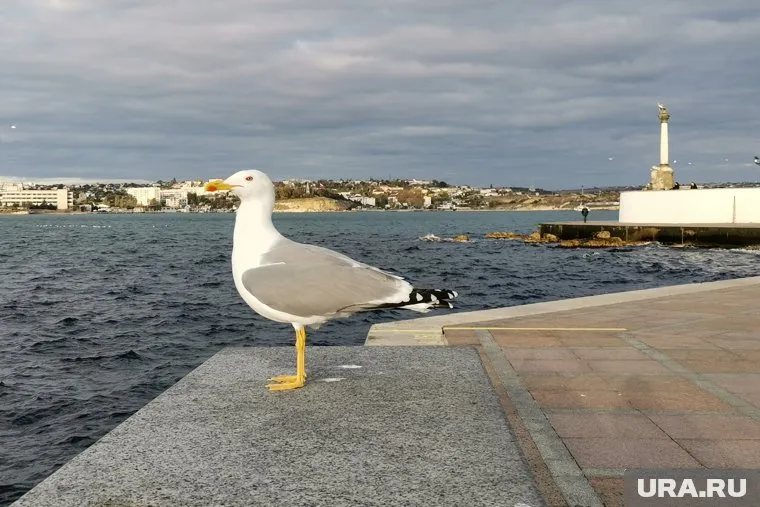 У жителей Севастополя пытались обманом получить информацию