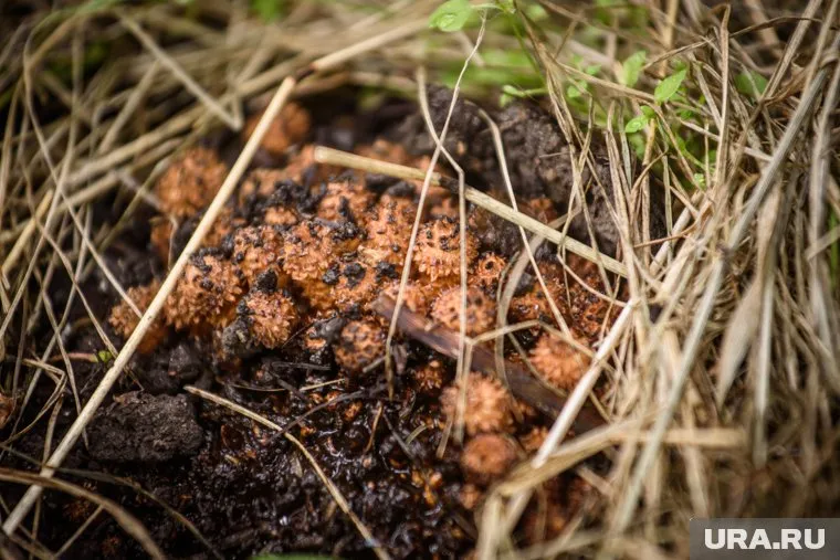 Необычный гриб вызывает удивление