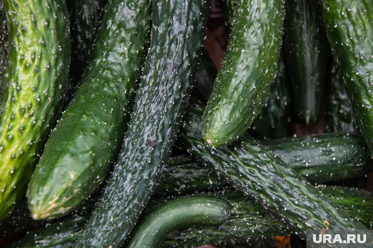 По словам Лут, цены на огурцы упадут с приходом весны