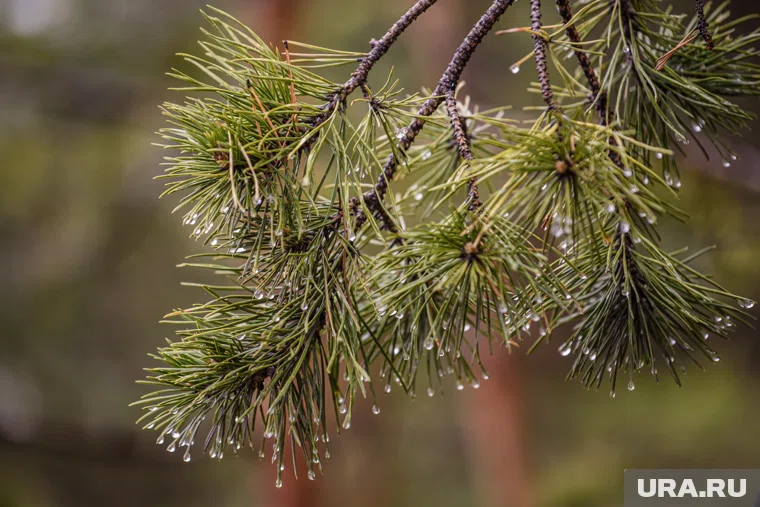 Как и минувшая зима, март будет теплее обычного