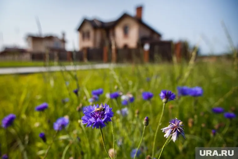 День Мученика Василиска в народе также называют Васильковым днем