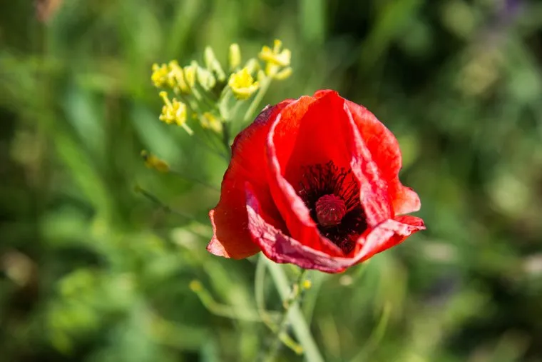 Клипарт. Коктебель