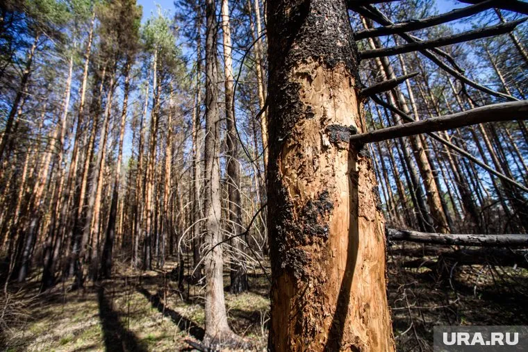 Дети рассказали волонтерам, что собаки грели их и защищали от волков