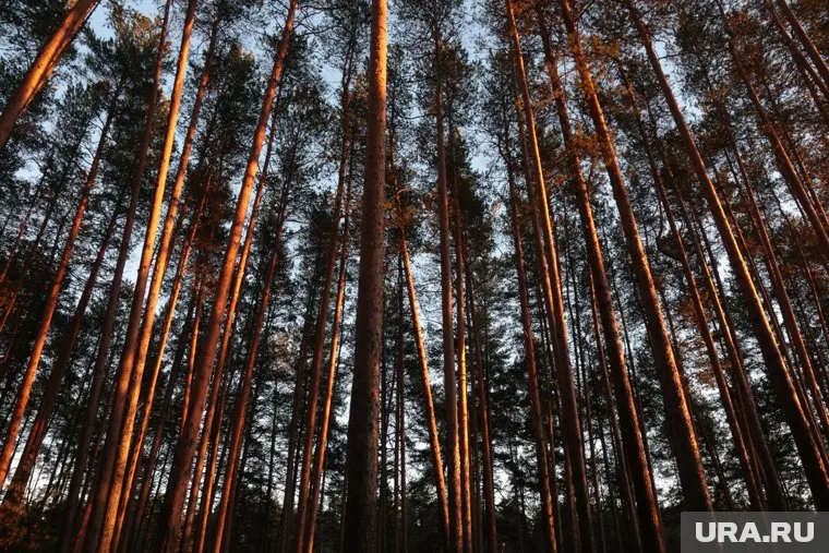На участке могут вырубить тысячу деревьев