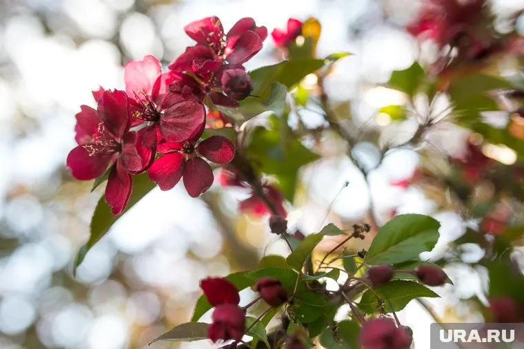 Синоптическая весна в части регионов РФ начинается после 20 марта