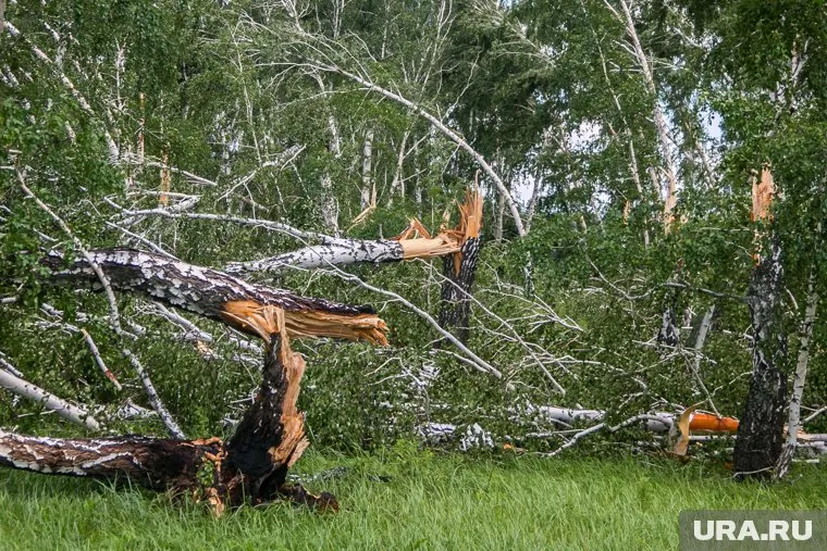Ураганным ветром деревья повалило на линии электропередач (фото из архива)