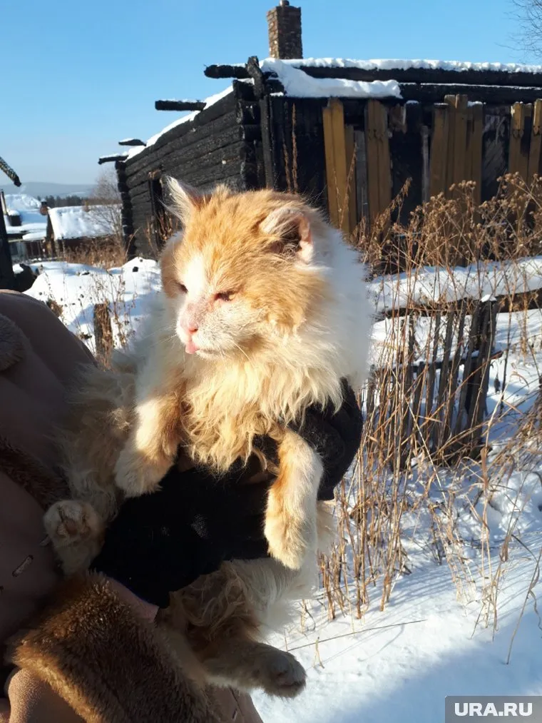 Пушистого подкармливают сердобольные горожане