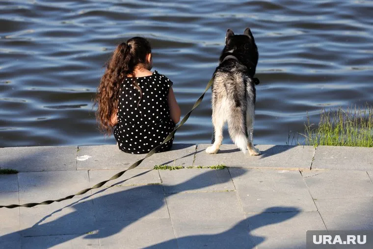 Найденной на улице собаке срочно ищут теплый дом