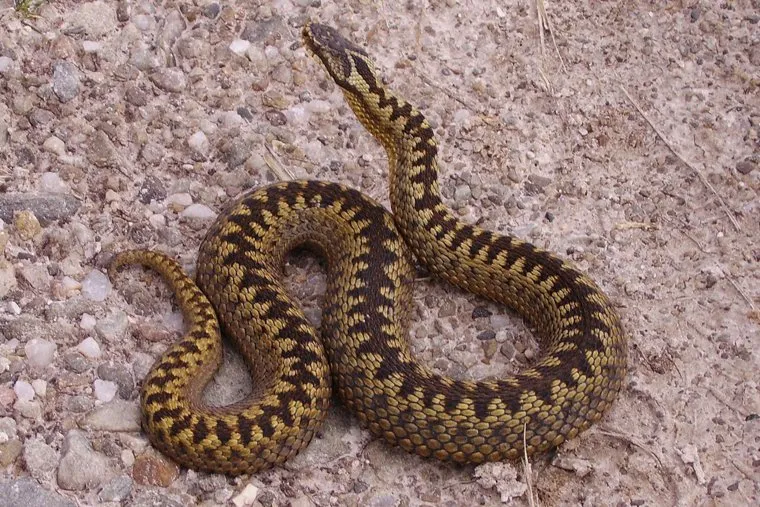 Гадюки не любят вибрации, ученый посоветовал использовать это в отпугивании рептилий