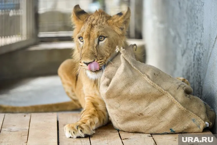 Москвич незаконно продавал детеныша редкого животного - львицу