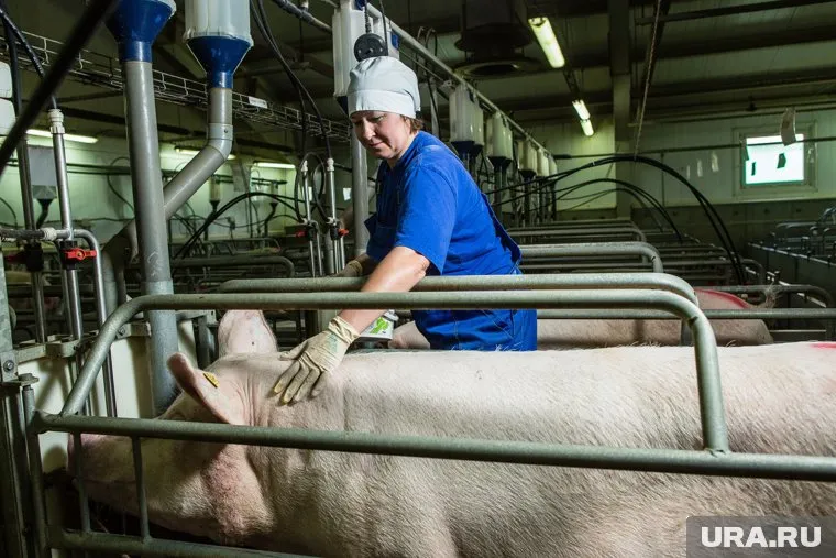 Свинокомплексу, помимо прочего, требуются операторы-животноводы