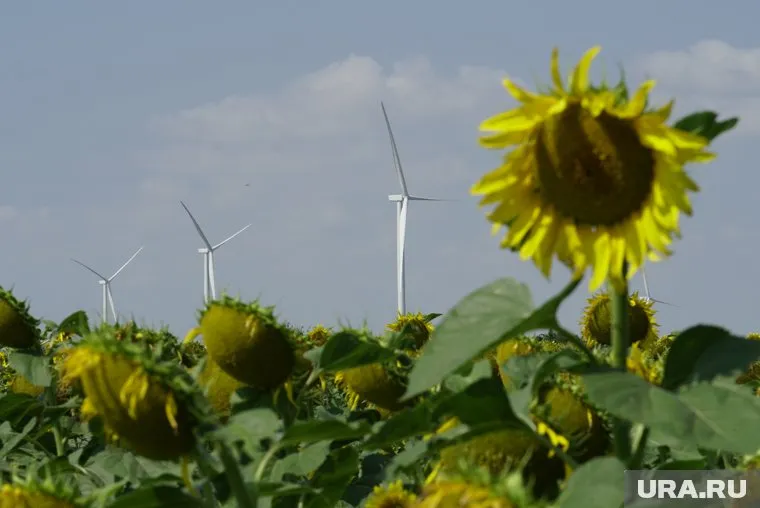 Курганский завод по производству масла увеличил выручку почти на 900 млн рублей
