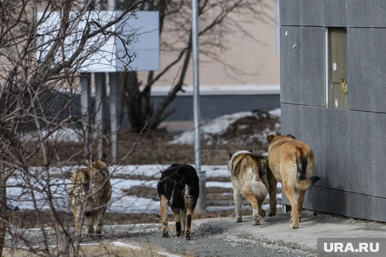 Уличных собак отловили в Далматово